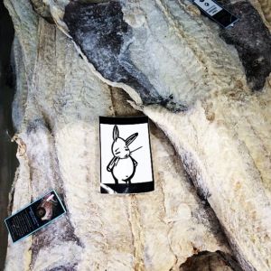 Bunny vs. cod fish