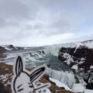 Bunny vs. Iceland