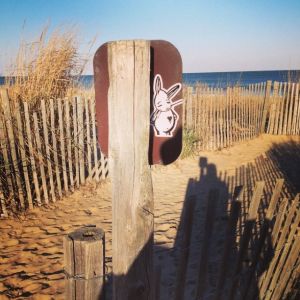Bunny vs. Rehoboth Beach